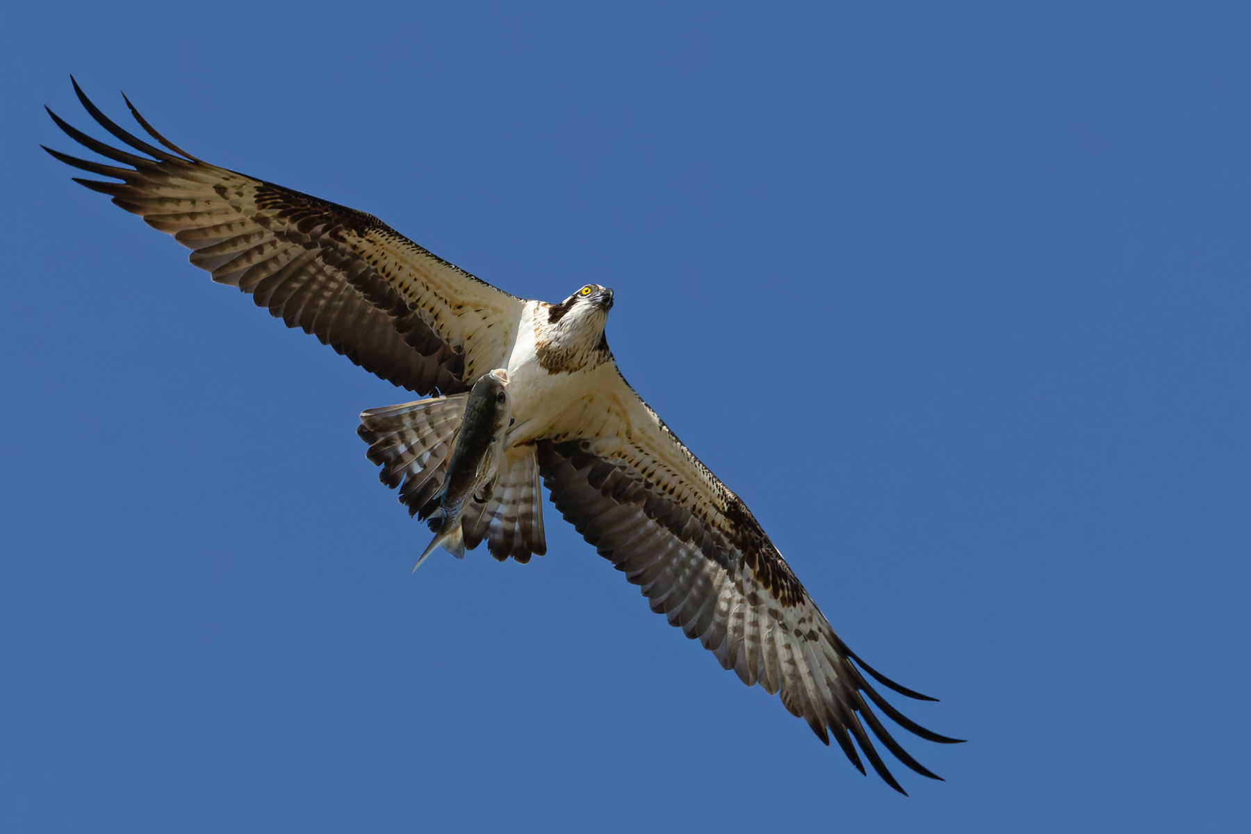Osprey at Arasaki, it has even turned its fish the right way round for smoother flight (Image by Mike Watson)