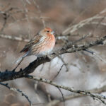 The subtle beauty of Pallas’s Rosefinch on Hokkaido (Image by Mike Watson)