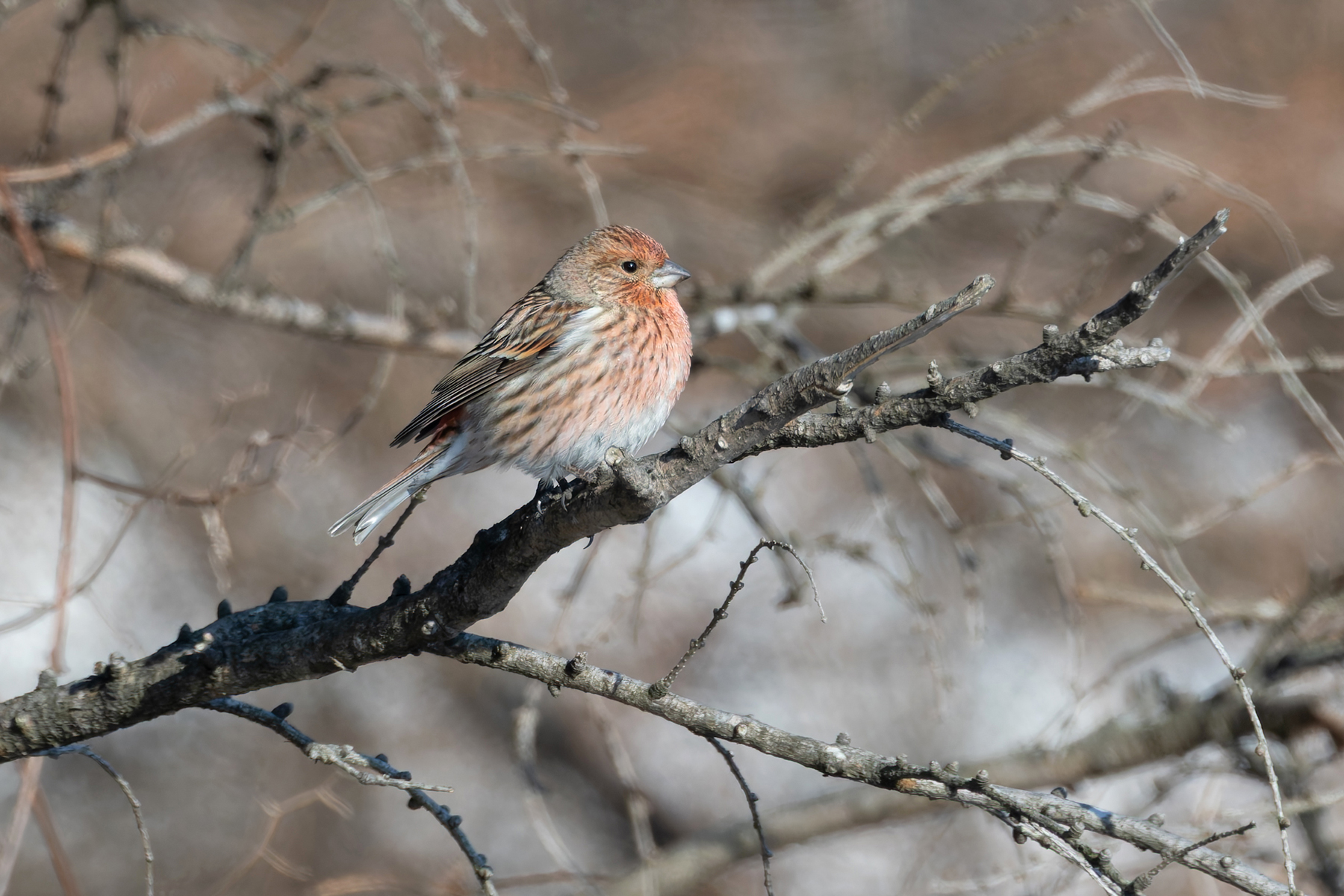 The subtle beauty of Pallas’s Rosefinch on Hokkaido (Image by Mike Watson)
