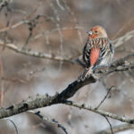 Pallas’s Rosefinch showing its pretty pink rump (Image by Mike Watson)
