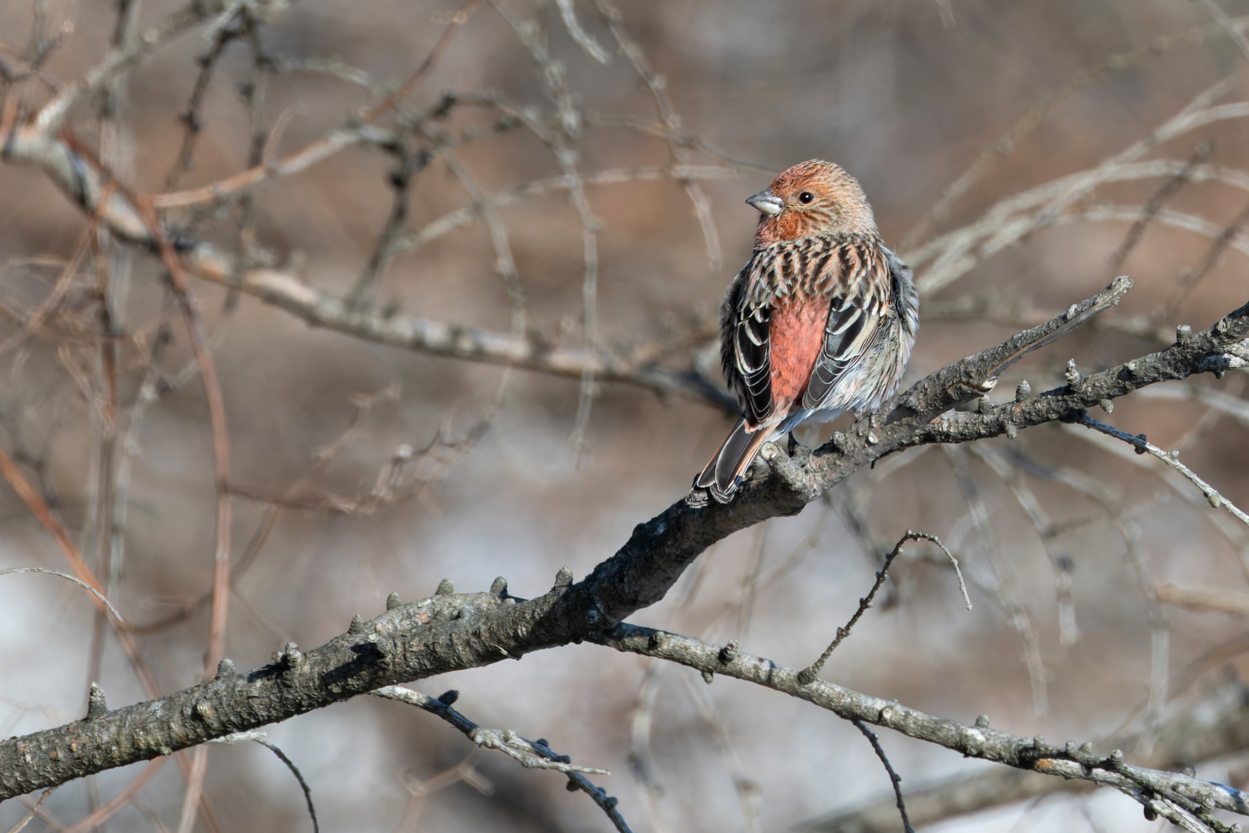 Pallas’s Rosefinch showing its pretty pink rump (Image by Mike Watson)