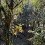 Phulchowki forest (Image by Mike Watson)