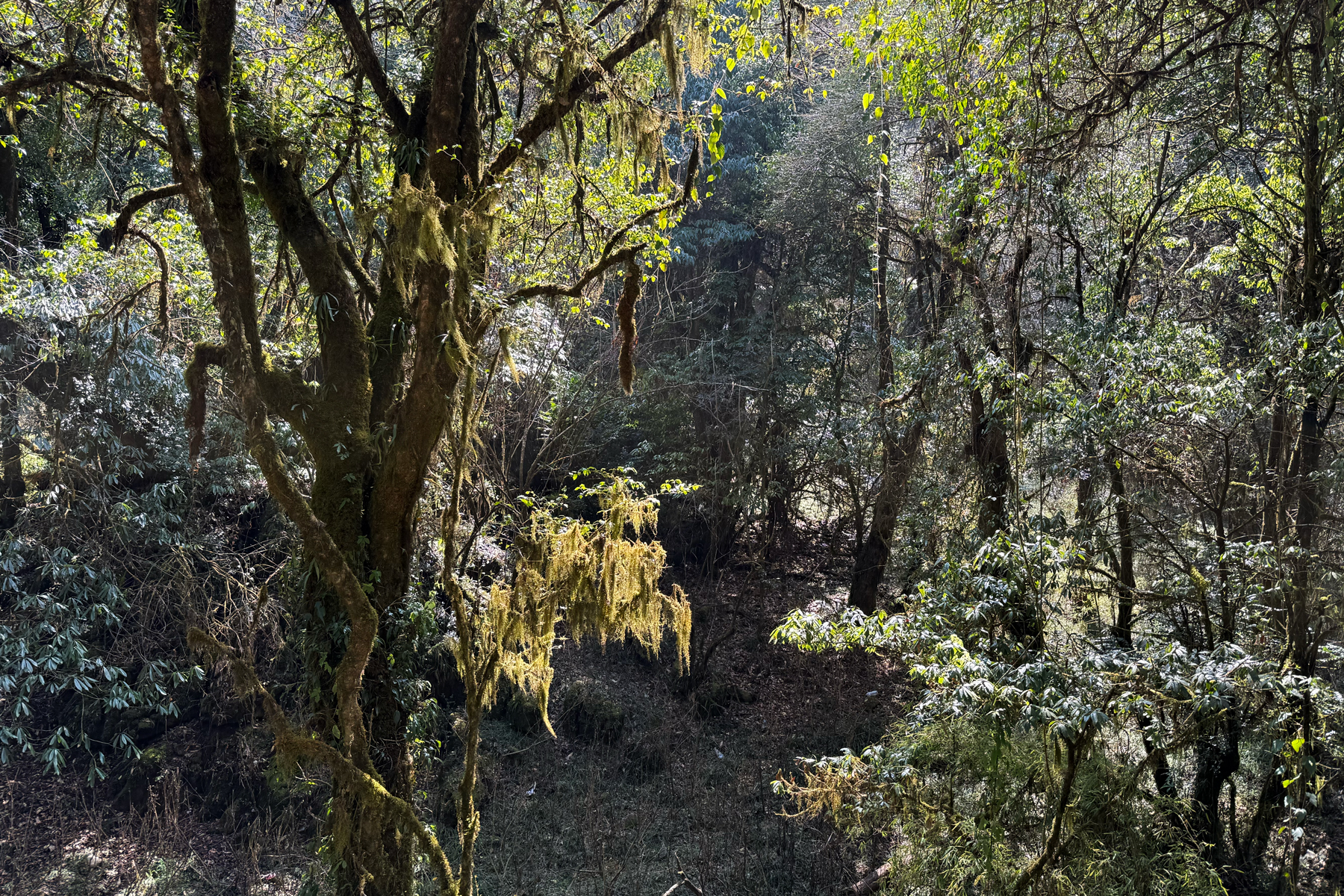 Phulchowki forest (Image by Mike Watson)