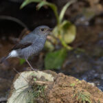 Plumbeous Water Redstart, Kathmandu Valley (Image by Mike Watson)
