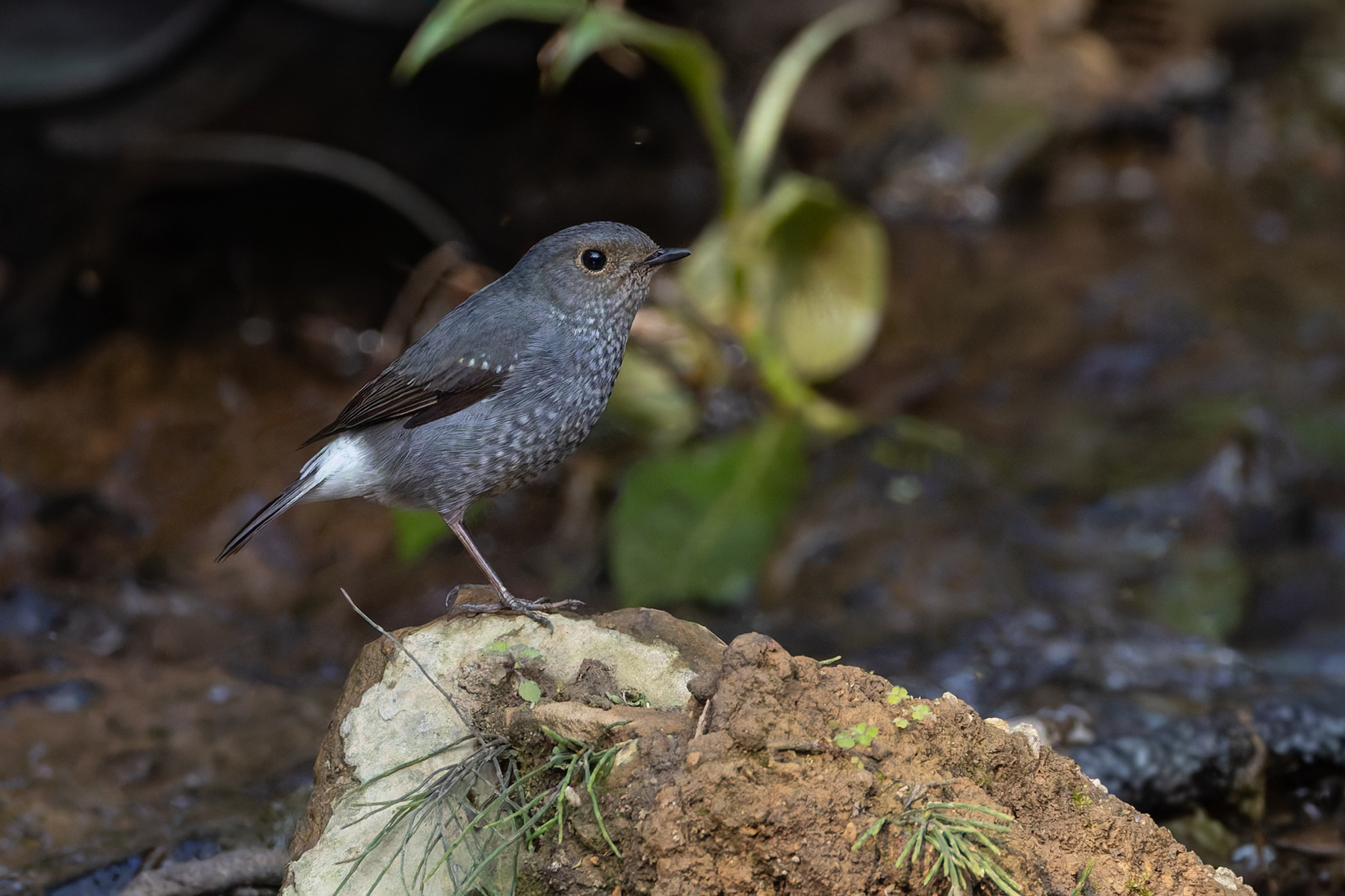 Plumbeous Water Redstart, Kathmandu Valley (Image by Mike Watson)