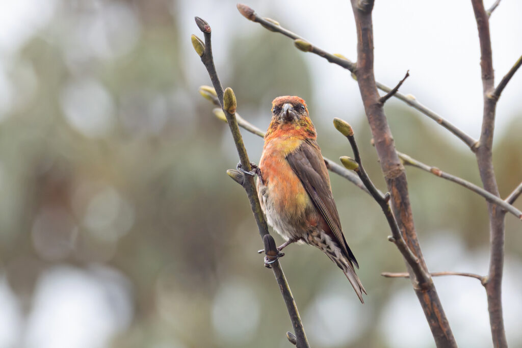 Another of the one million forms of Red Crossbill (Image by Mike Watson)