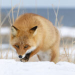 Red Foxy wants something to eat, someone around here is feeding them! (Image by Mike Watson)