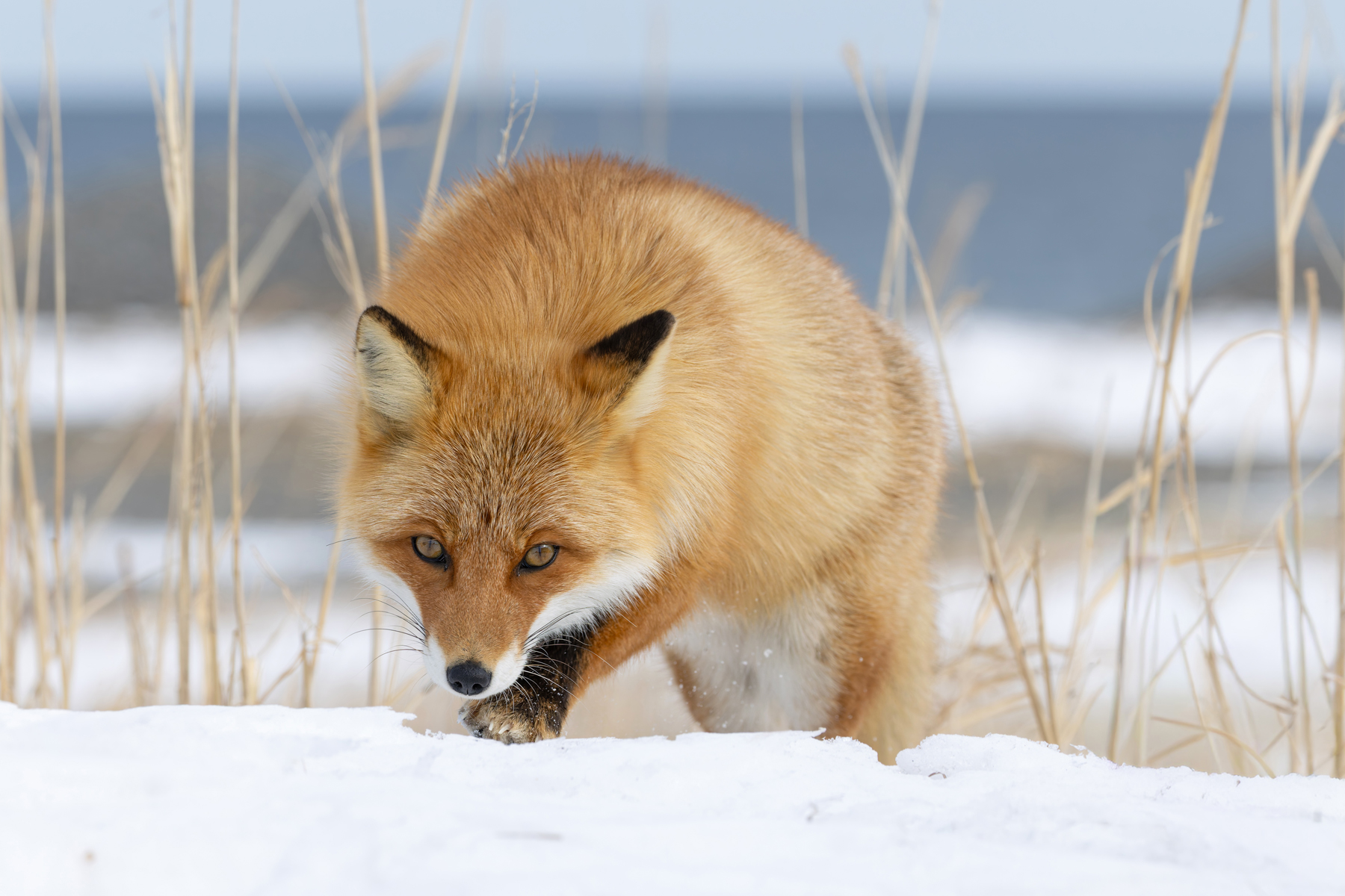 Red Foxy wants something to eat, someone around here is feeding them! (Image by Mike Watson)
