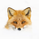 Red Fox perfection (Image by Mike Watson)