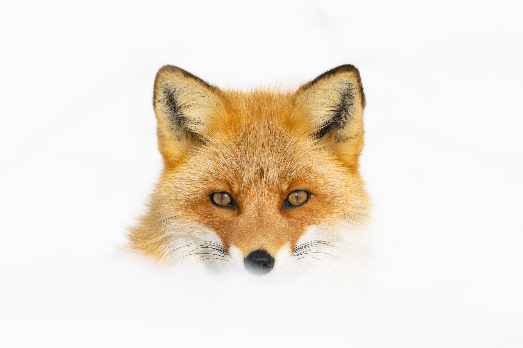 Red Fox perfection (Image by Mike Watson)