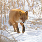 Furtive Red Fox on Hokkaido (Image by Mike Watson)