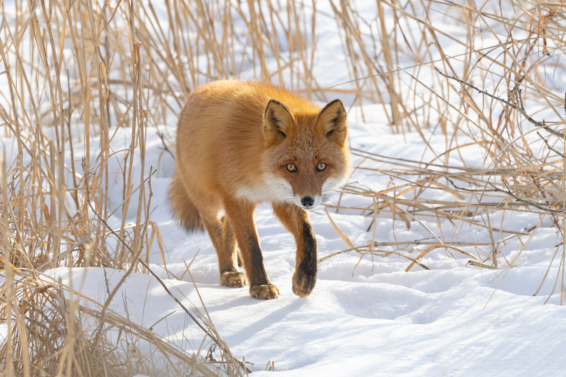 Furtive Red Fox on Hokkaido (Image by Mike Watson)