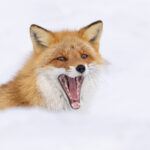Red Fox says ahhhh! (Image by Mike Watson)