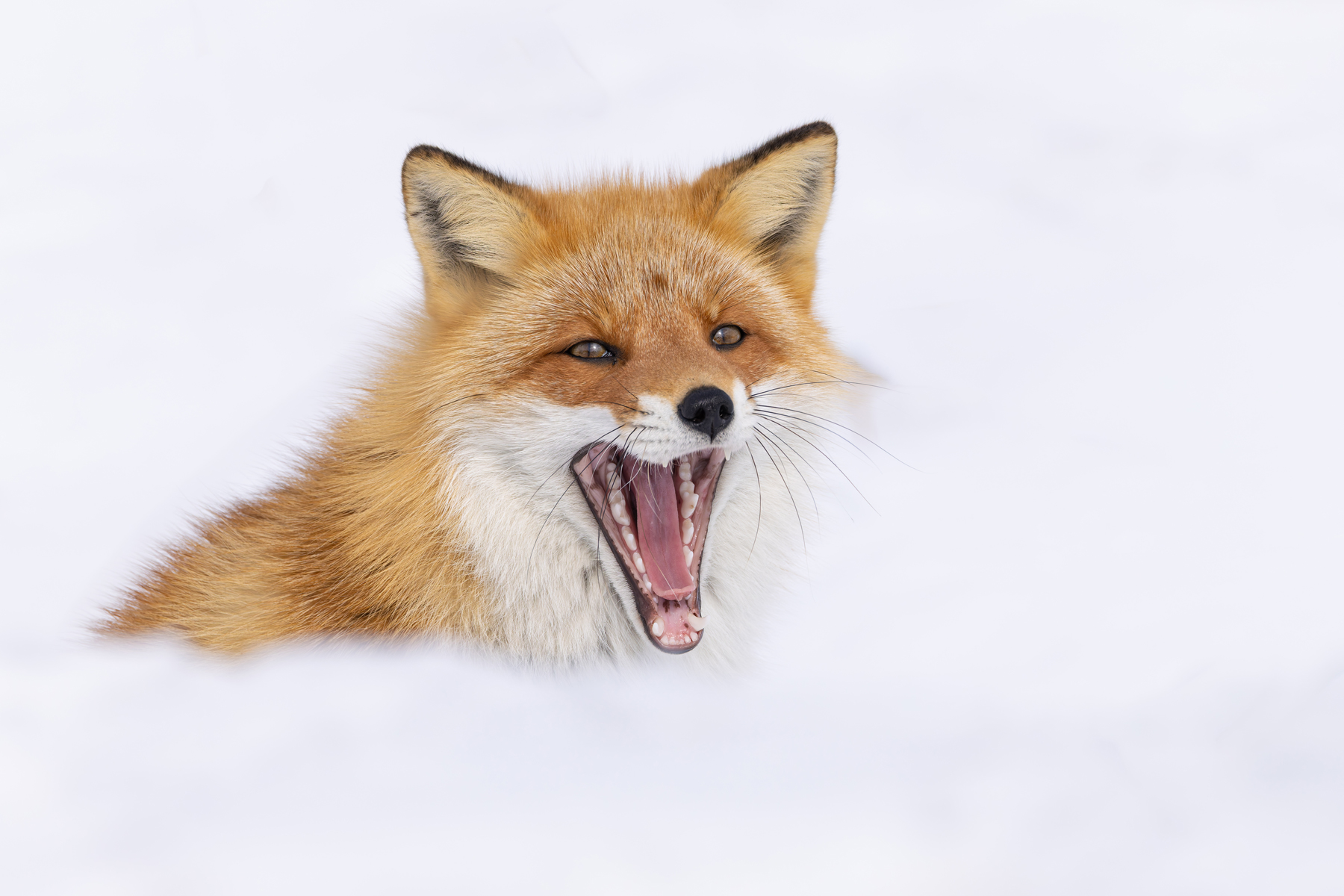 Red Fox says ahhhh! (Image by Mike Watson)