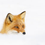 Red Fox gaze (Image by Mike Watson)