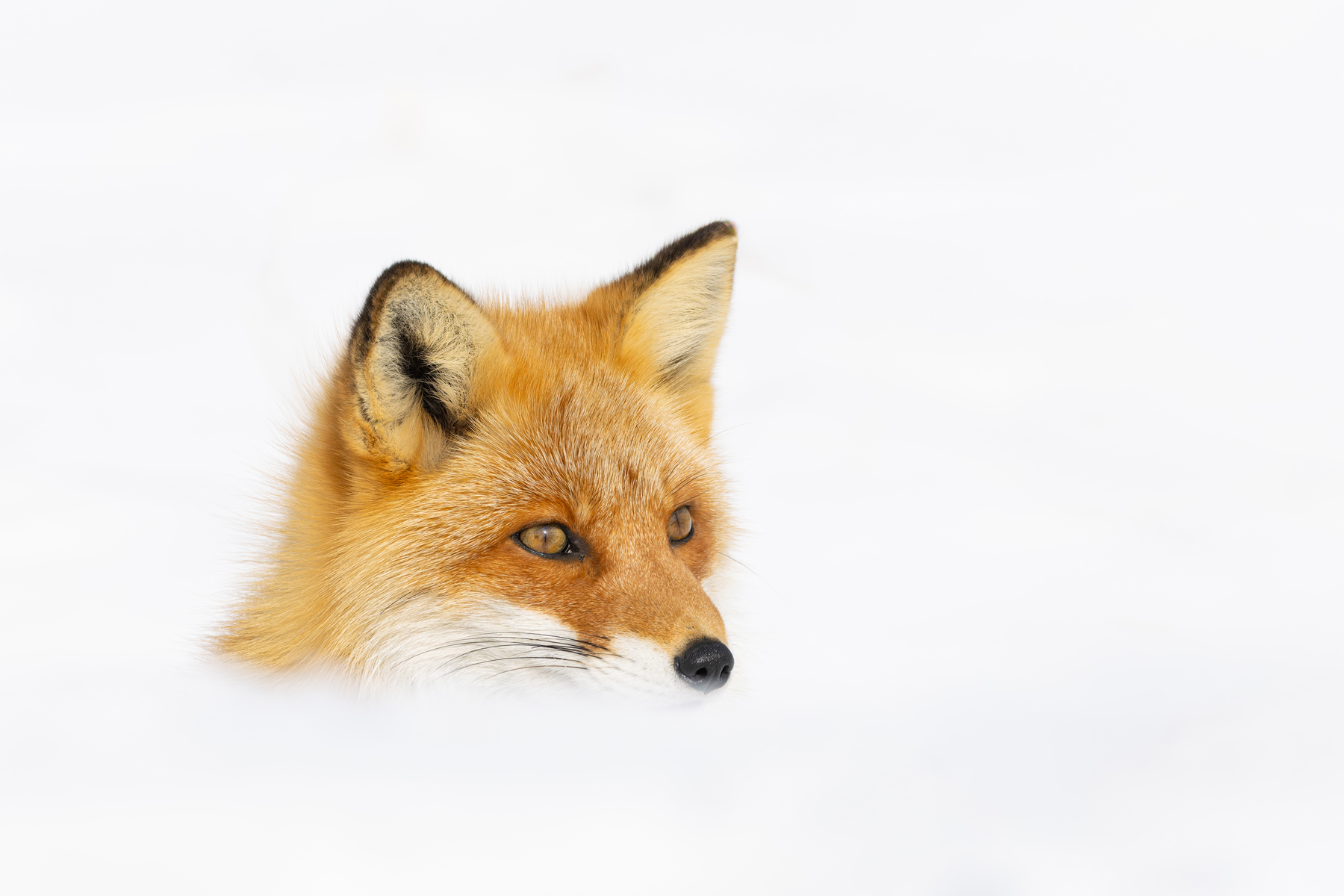 Red Fox gaze (Image by Mike Watson)