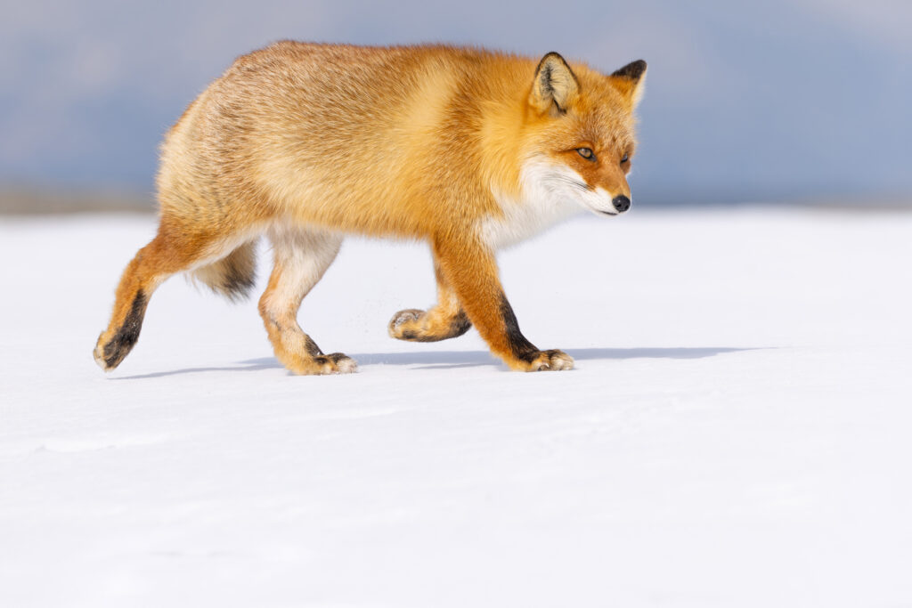 Hokkaido must be the best place in the world to photograph Red Foxes, at least in winter! (Image by Mike Watson)