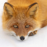 Red Fox cold stare (Image by Mike Watson)