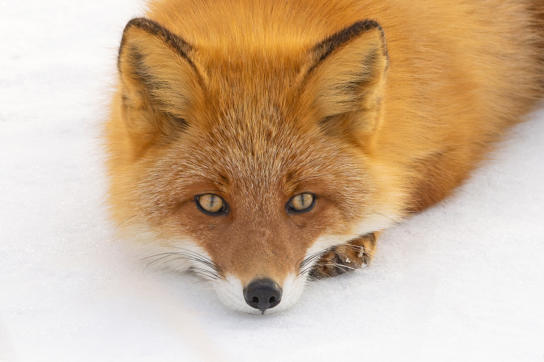Red Fox cold stare (Image by Mike Watson)