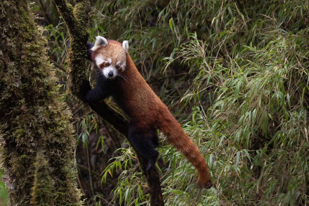 Red Panda, Singalia NP (Image by Mike Watson)