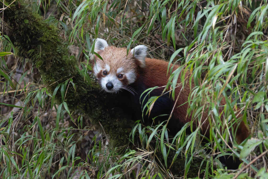 Red Panda, simply gorgeous! (Image by Mike Watson)