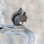 Red Squirrel, too cute! (Image by Mike Watson)