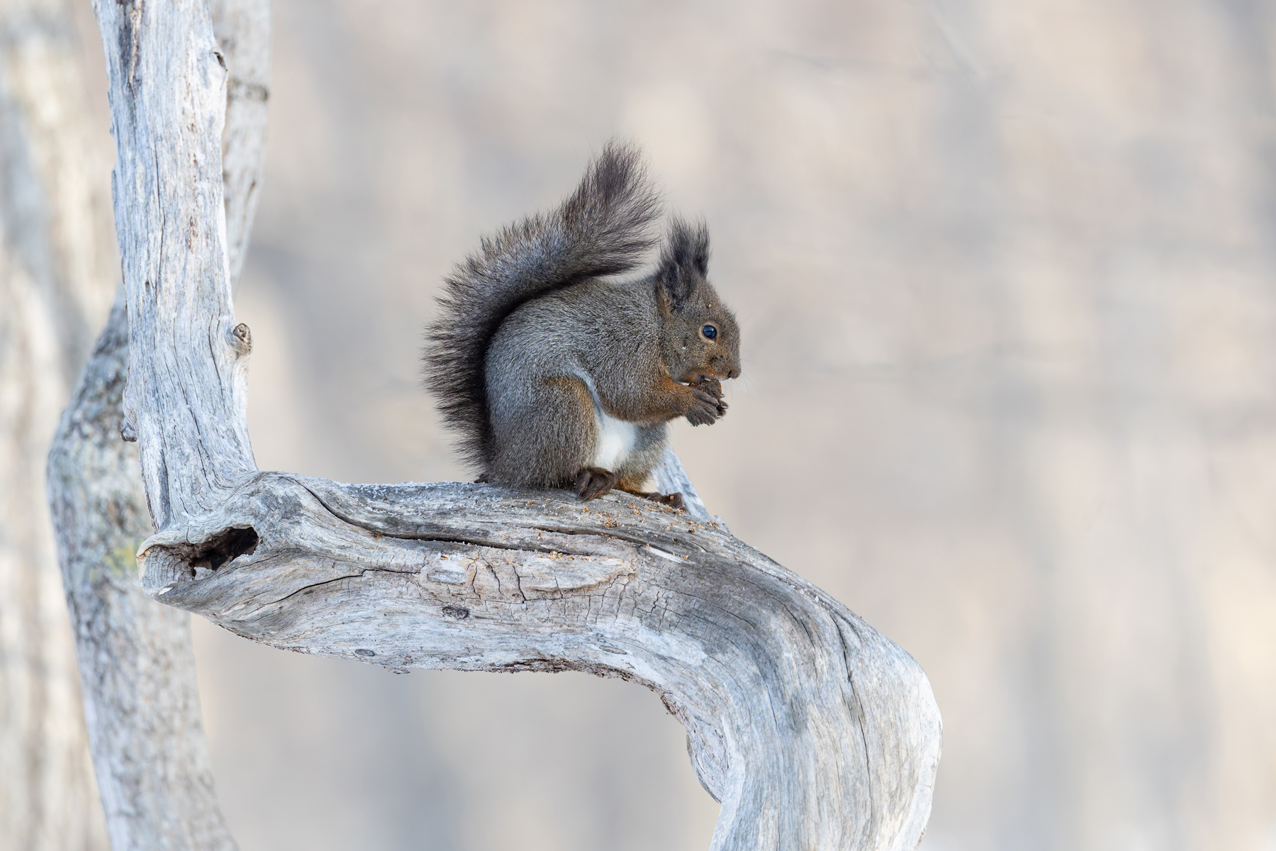 Red Squirrel, too cute! (Image by Mike Watson)