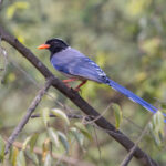 Red-billed Blue Magpie, conspicuous in the Kathmandu Valley (Image by Mike Watson)