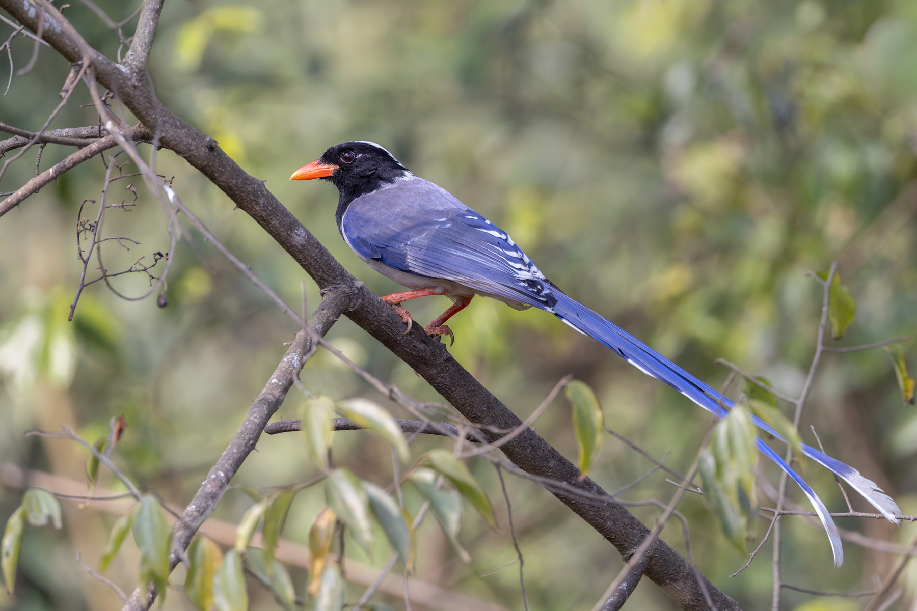 Red-billed Blue Magpie, conspicuous in the Kathmandu Valley (Image by Mike Watson)