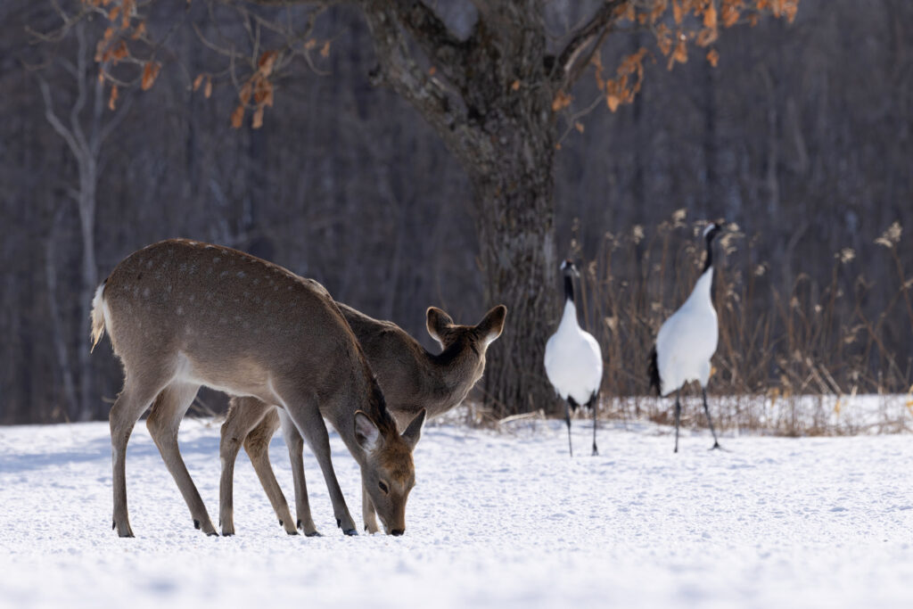 We were not the only crane watchers at Tsurui Ito (Image by Mike Watson)