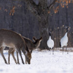 We were not the only crane watchers at Tsurui Ito (Image by Mike Watson)