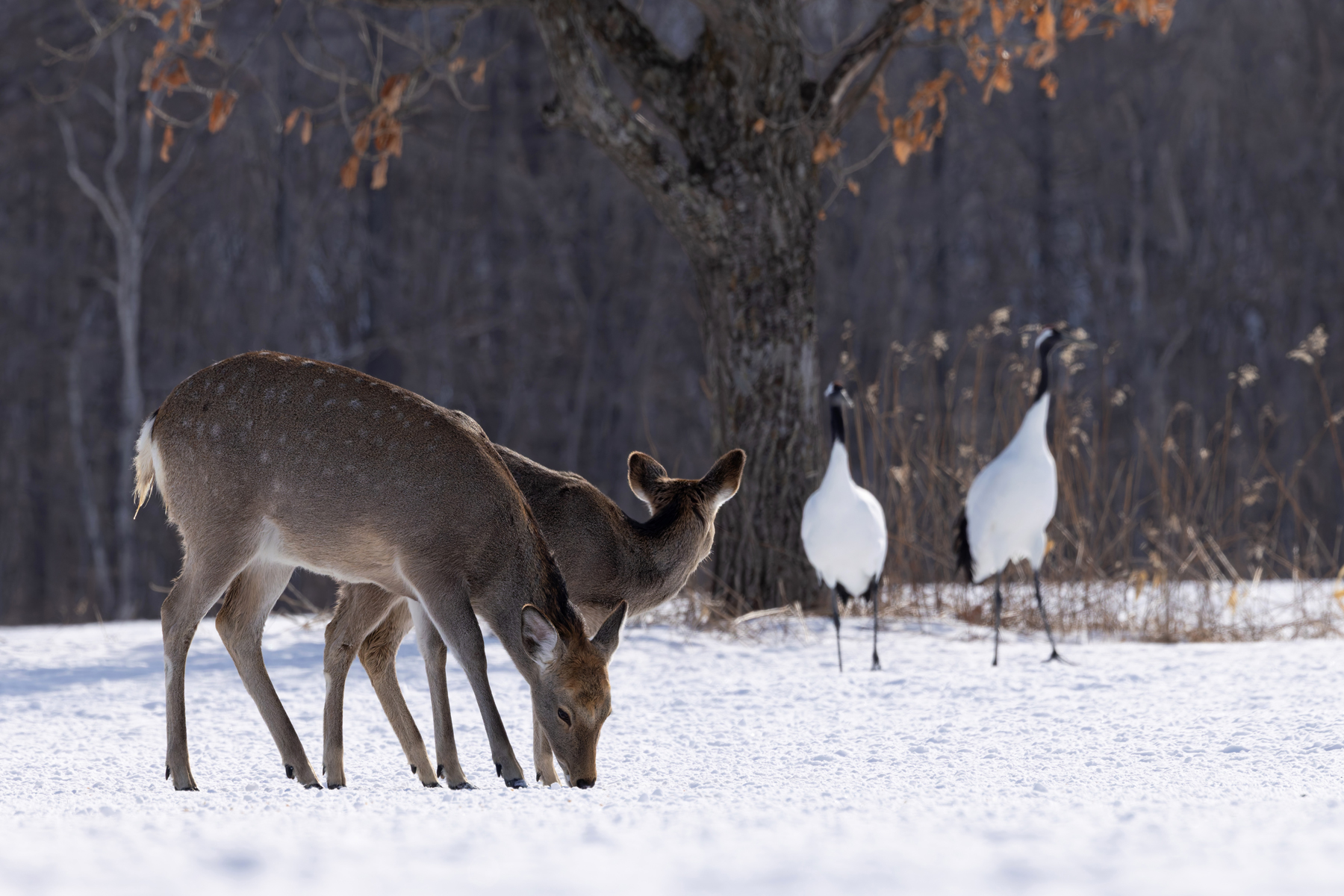 We were not the only crane watchers at Tsurui Ito (Image by Mike Watson)