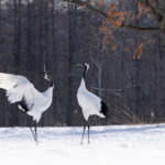 Stately courtship of Red-crowned Cranes at Tsurui Ito (Image by Mike Watson)