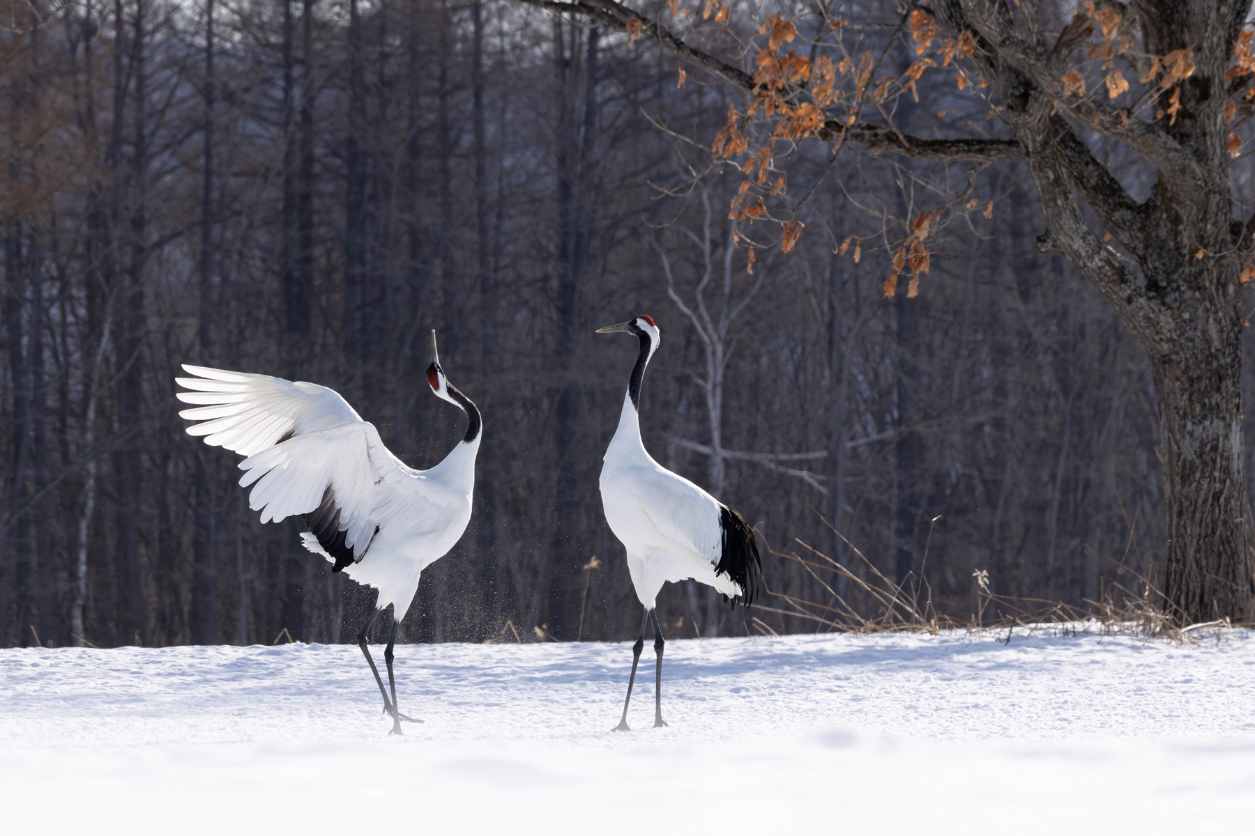 Stately courtship of Red-crowned Cranes at Tsurui Ito (Image by Mike Watson)