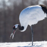 Red-crowned Crane eating snow (Image by Mike Watson)