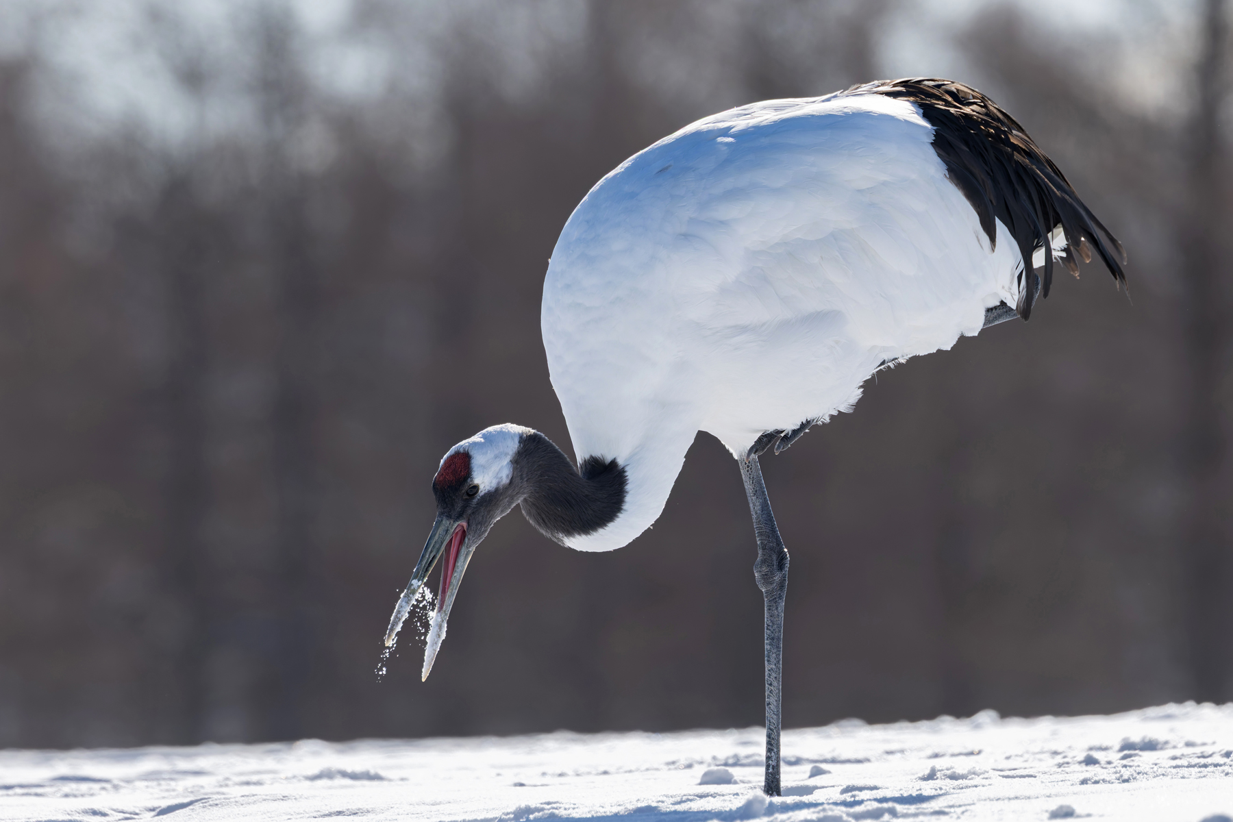 Red-crowned Crane eating snow (Image by Mike Watson)