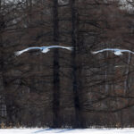 Red-crowned Crane incoming pair (Image by Mike Watson)