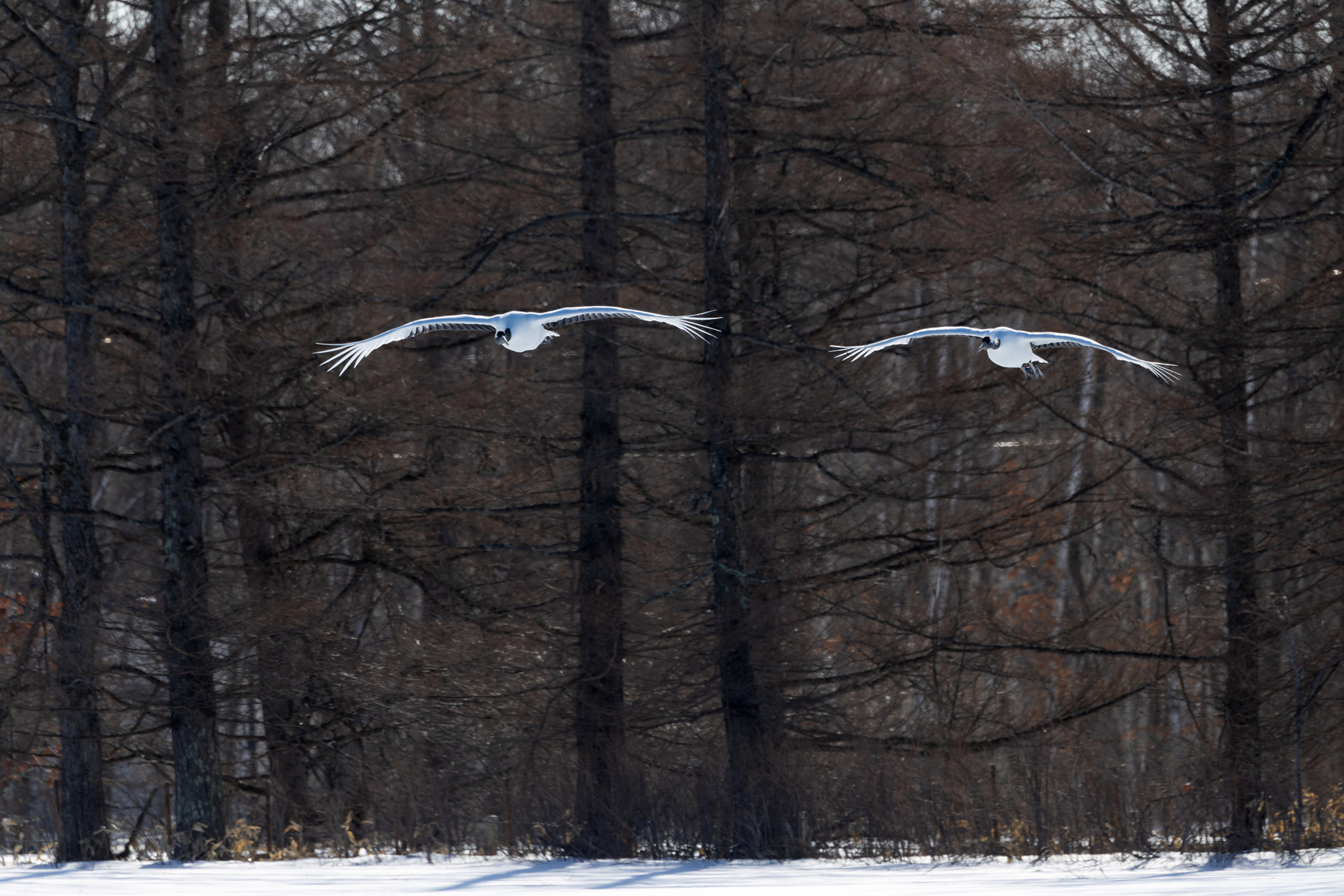 Red-crowned Crane incoming pair (Image by Mike Watson)