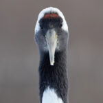 Red-crowned Crane, one of the two eyed portrait collection (Image by Mike Watson)