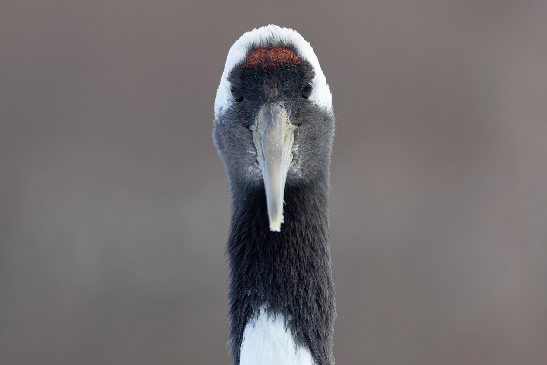 Red-crowned Crane, one of the two eyed portrait collection (Image by Mike Watson)