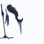 Red-crowned Crane, the classic high key head and feet image, we’ve done this one before once or twice (Image by Mike Watson)