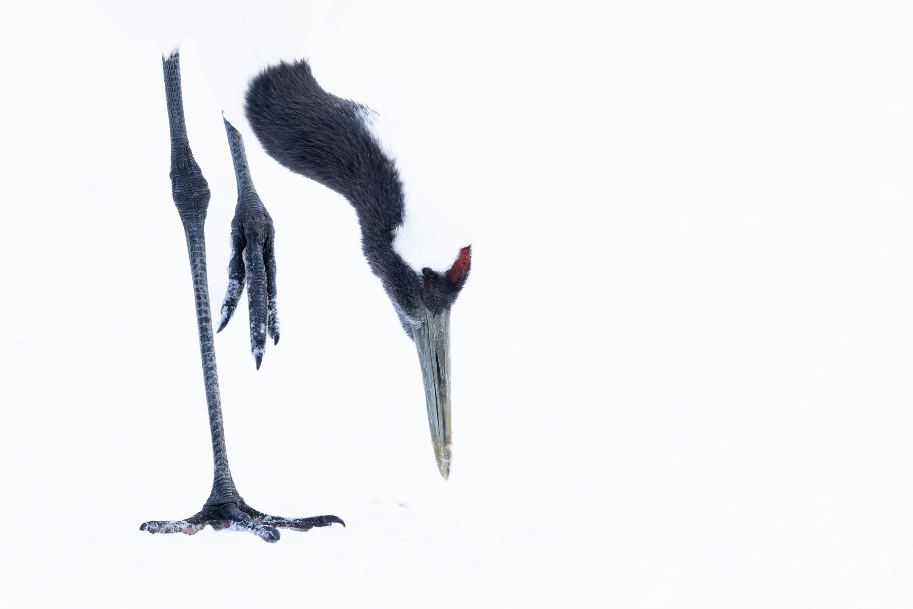 Red-crowned Crane, the classic high key head and feet image, we’ve done this one before once or twice (Image by Mike Watson)