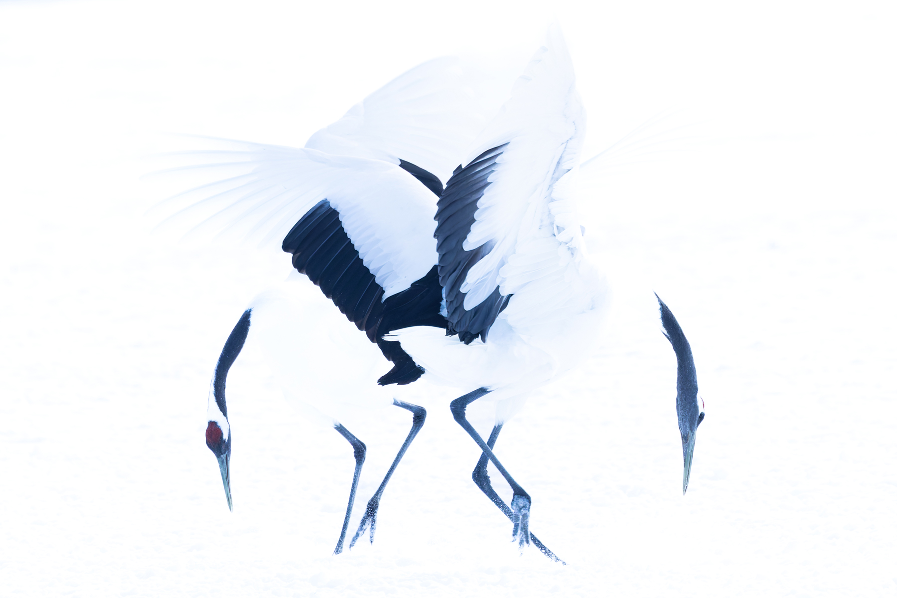 Red-crowned Crane, high key pair (Image by Mike Watson)
