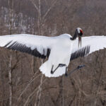 Jumping Red-crowned Crane (Image by Mike Watson)