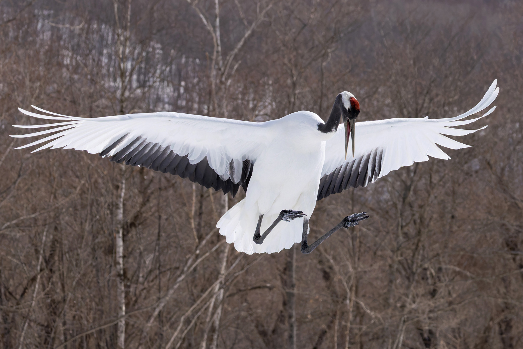 Jumping Red-crowned Crane (Image by Mike Watson)