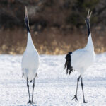 Red-crowned Crane pair (Image by Mike Watson)