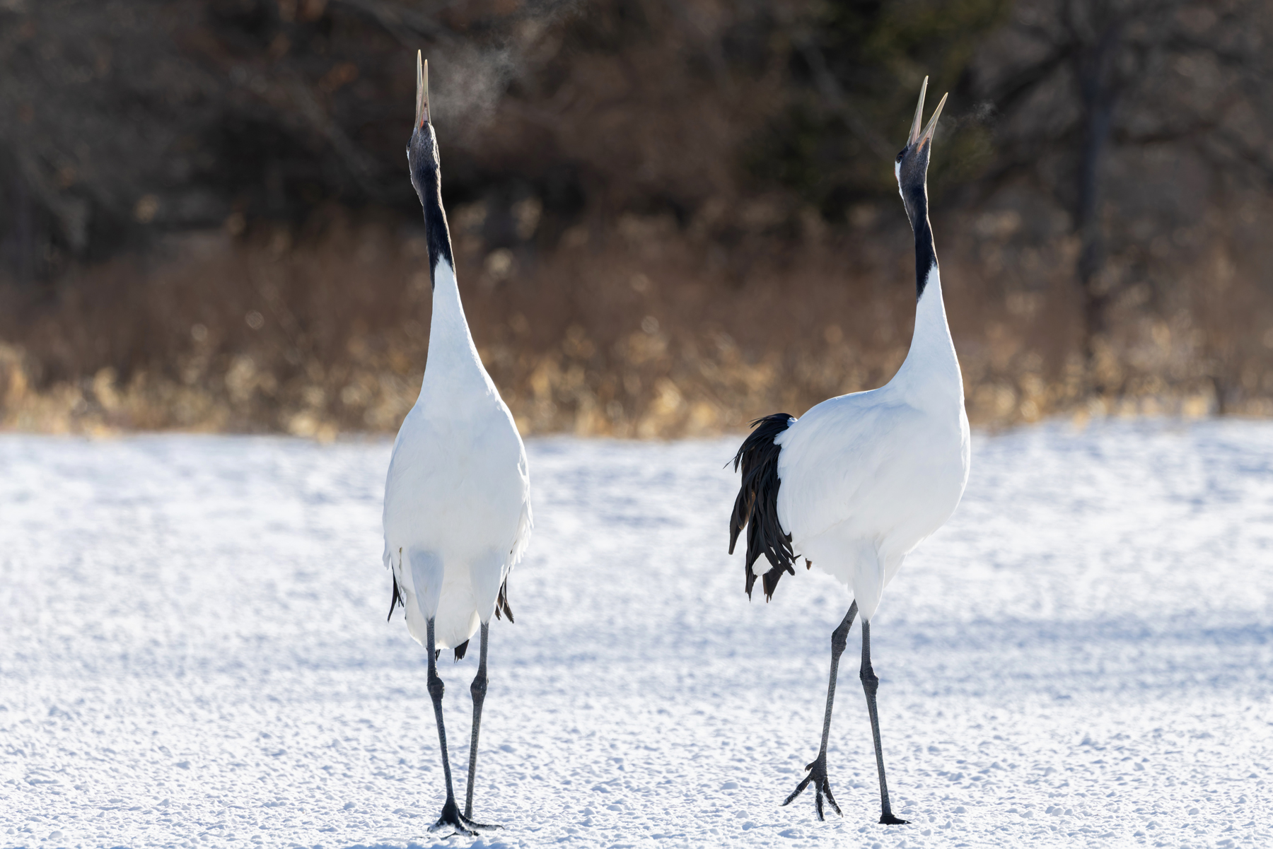 Red-crowned Crane pair (Image by Mike Watson)
