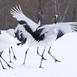 Red-crowned Crane fight club (Image by Mike Watson)