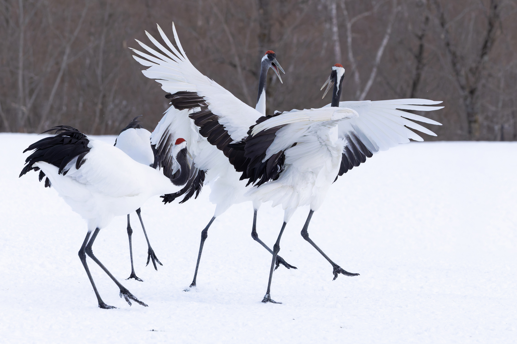 Red-crowned Crane fight club (Image by Mike Watson)