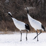 Red-crowned Crane pair, their icy breath showing how cold it is! (Image by Mike Watson)